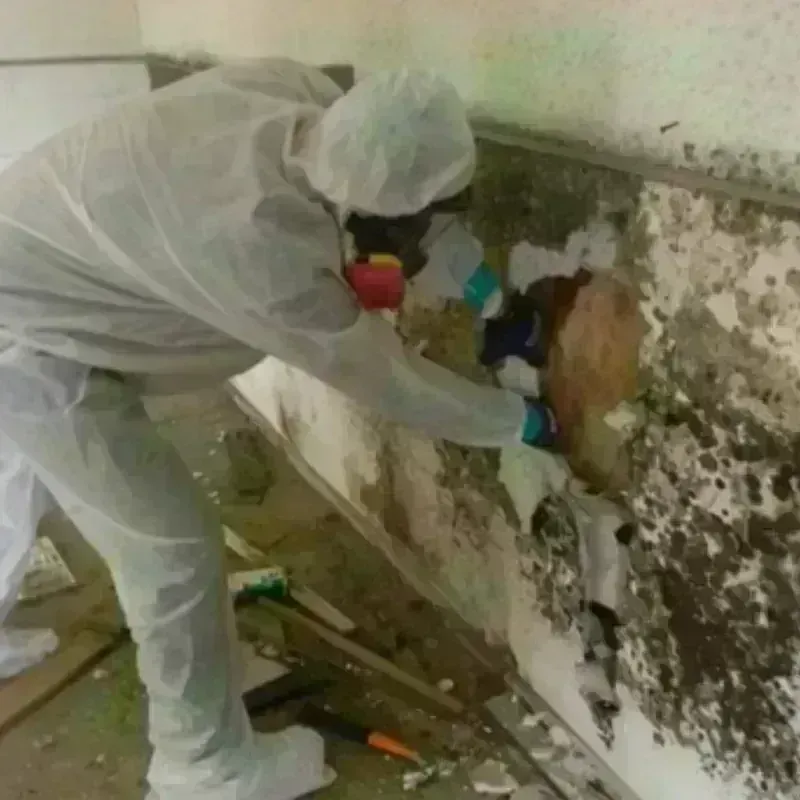 Mold Remediation and Removal in Rocklin, CA